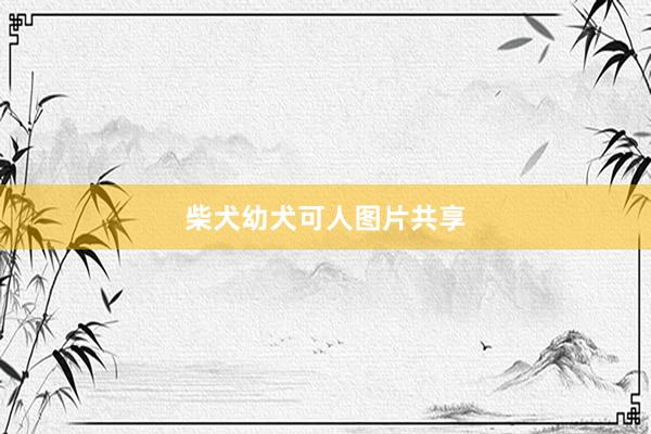柴犬幼犬可人图片共享
