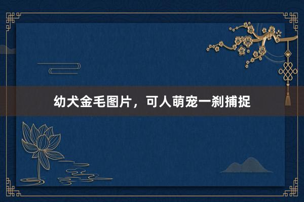 幼犬金毛图片，可人萌宠一刹捕捉